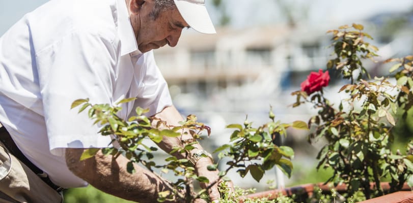 A senior man gardening with roses in a sunny outdoor space