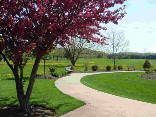 Scenic walking path in a lush garden area