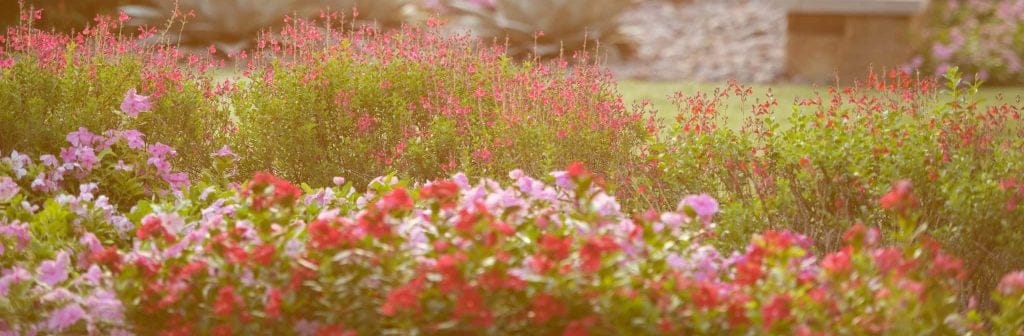 Colorful flower garden in a senior living facility