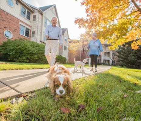 Seniors walking dogs on a sunny path outside