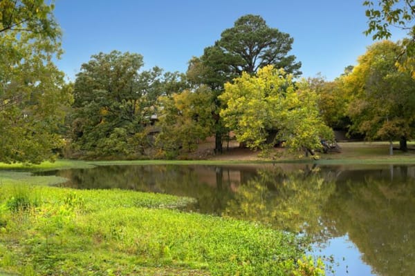 Serene view of a pond surrounded by trees