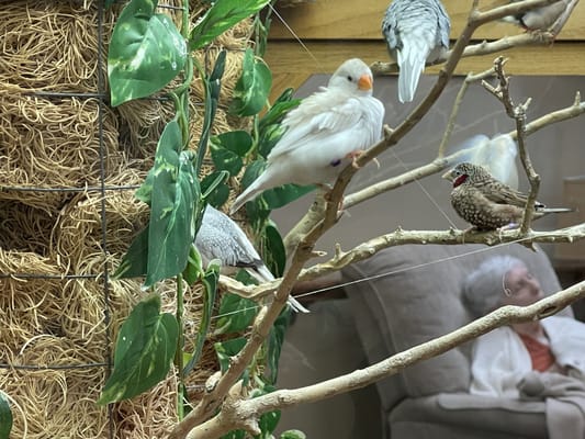 Birds in an indoor aviary with a resident in the background