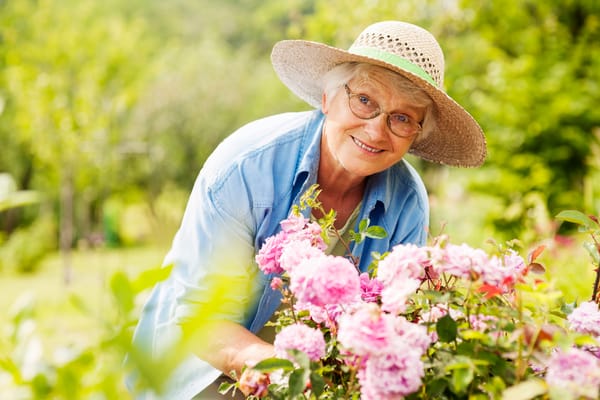 Resident tending to pink roses in a garden