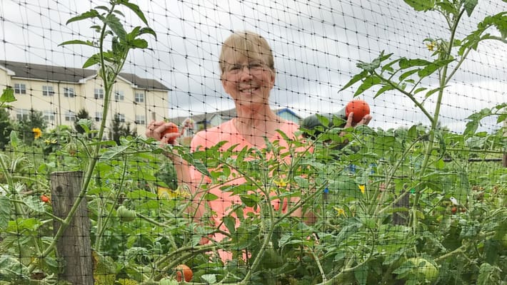 Resident enjoying a garden, picking tomatoes