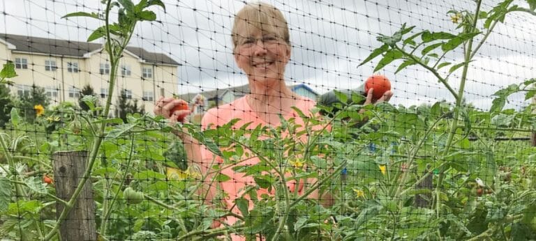 Resident harvesting tomatoes in a garden