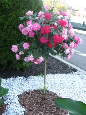 Brooklyn United Methodist Church Home