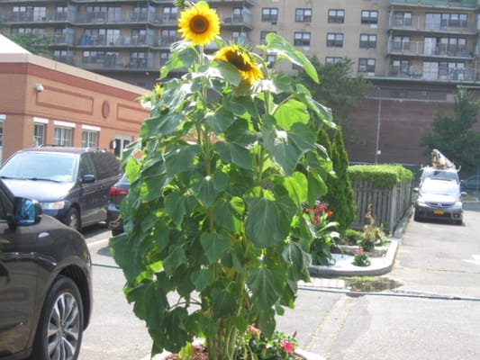 Brooklyn United Methodist Church Home