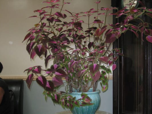 Brooklyn United Methodist Church Home