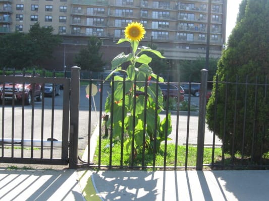 Brooklyn United Methodist Church Home