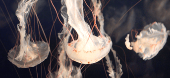 Fullerton Rosewood Assisted Living