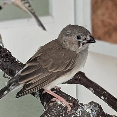 Aspen Leaf Assisted Living-Limon 6Th Co