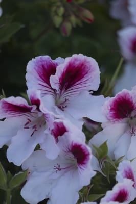 Meadowbrook Village Christian