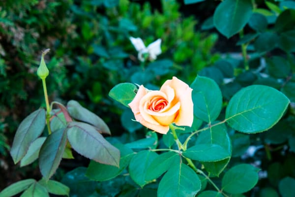 Meadowbrook Village Christian