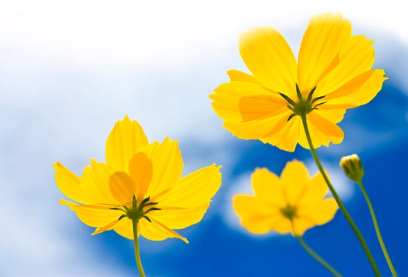 Solvang Friendship House