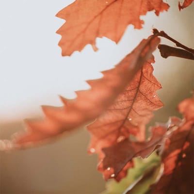 Highland Park Rehabilitation & Care Center