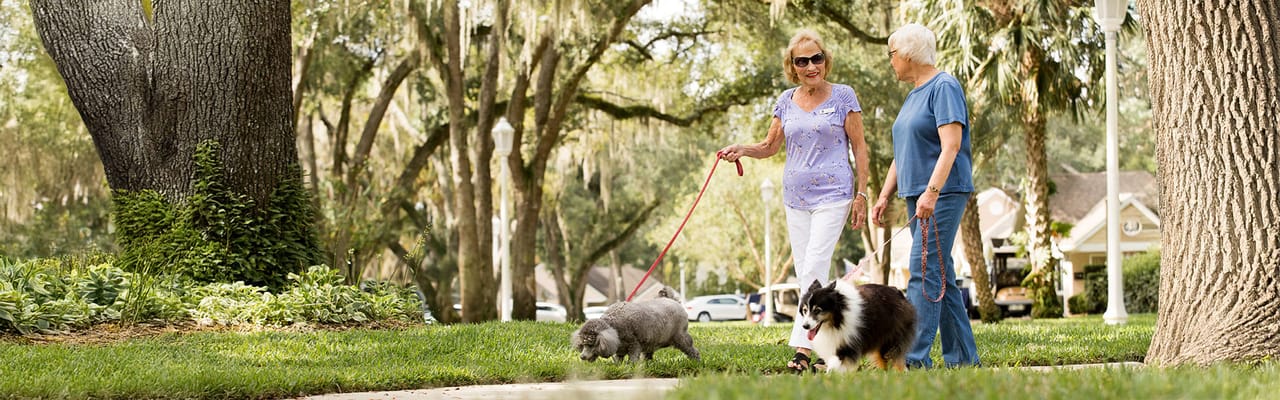 Residents walking dogs in a lush outdoor area