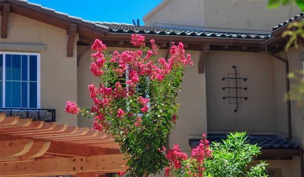 Colorful flowers in a landscaped outdoor area