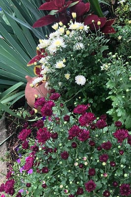 Colorful flowers in a beautifully landscaped garden