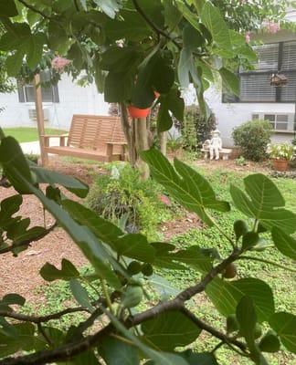 Secluded garden area with a bench and greenery