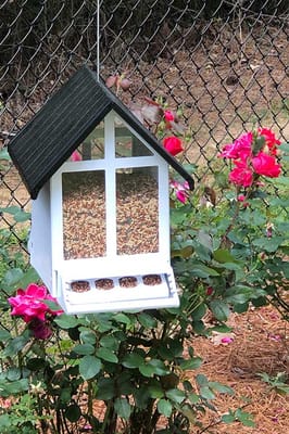 A bird feeder surrounded by blooming roses in a garden