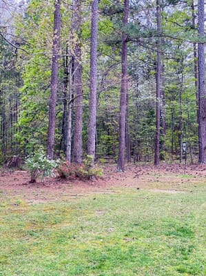 A wooded outdoor area with trees and grass