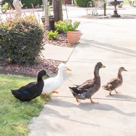 Lauderdale Christian Nursing Home