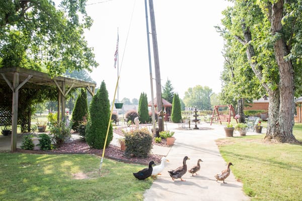 Pathway in a garden with ducks and greenery