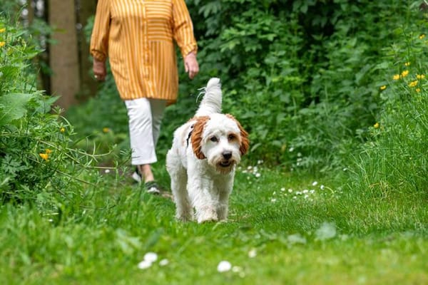 A resident walking a dog along a garden path