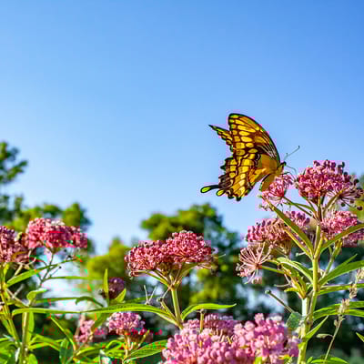 A butterfly on pink flowers in a garden