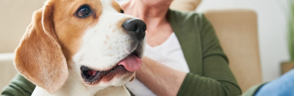 An elderly person with a dog in a cozy interior setting