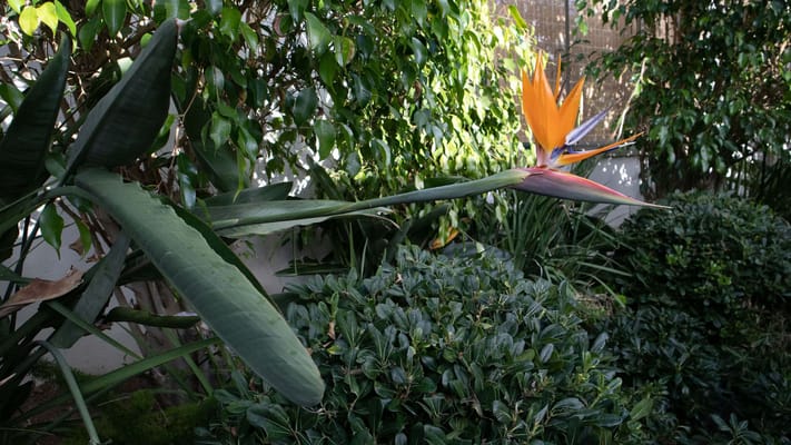 Vibrant garden space with tropical plants