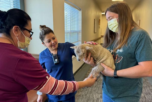 Staff interacting with a resident and a therapy animal