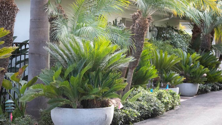 Lush outdoor garden with palm trees and greenery