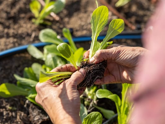 Hands planting seedlings in a garden