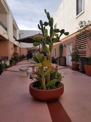Courtyard with decorative cactus and plants