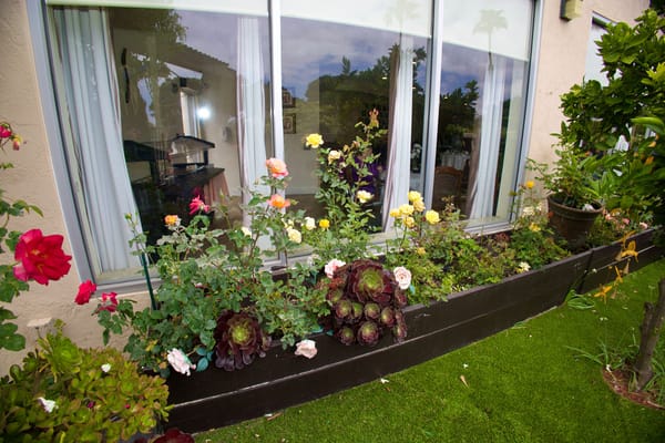 Beautiful outdoor garden with colorful flowers