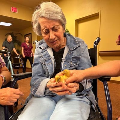 Resident interacting with ducklings in a social setting
