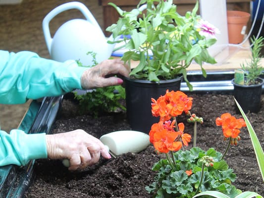 Resident gardening with colorful flowers.