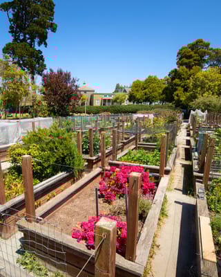 Garden beds with colorful flowers in a sunny outdoor space