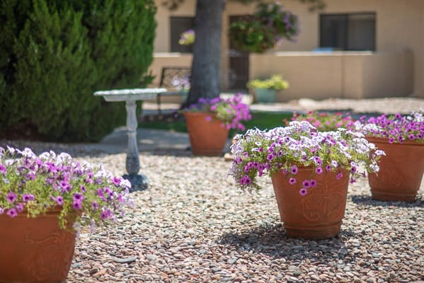 Beautiful flowers in outdoor garden space