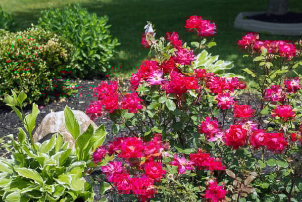 Vibrant flowers in a landscaped garden area