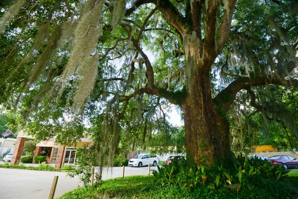 Large tree with Spanish moss near the facility entrance