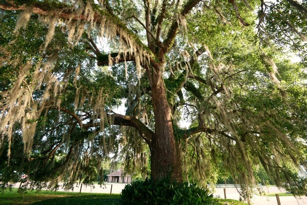 Large tree with Spanish moss in a garden area