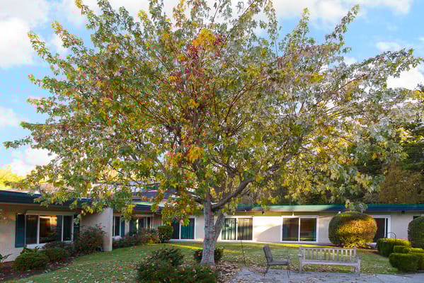 A vibrant tree in the courtyard of a senior living facility