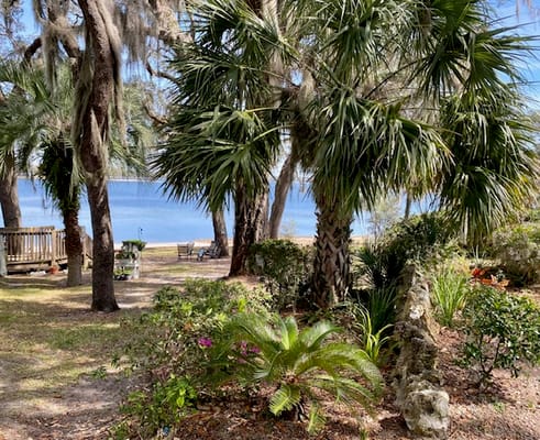 A serene view of palm trees by the water