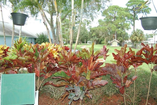 Colorful plants in an outdoor garden space