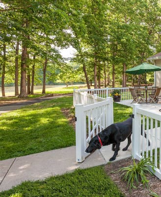 A dog walking outside in a grassy area with trees