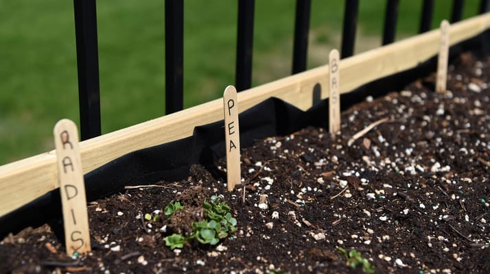 Garden soil with plant labels for radish and pea