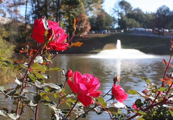 Colorful roses by a serene pond with a fountain