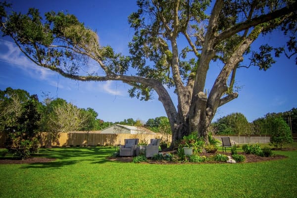 Outdoor space with seating under a large tree